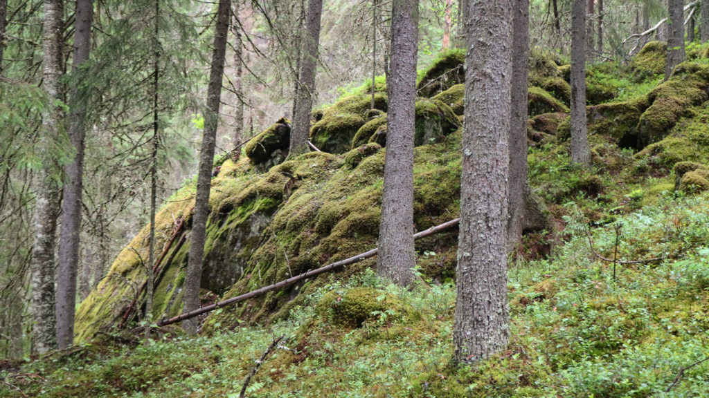 Starberget i Vännäs, västerbotten